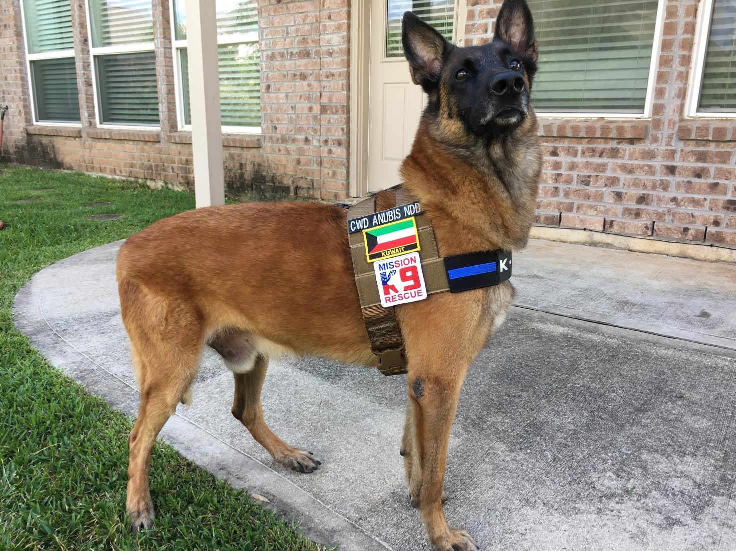 August 2026 Spotlight: Mission K9 Rescue