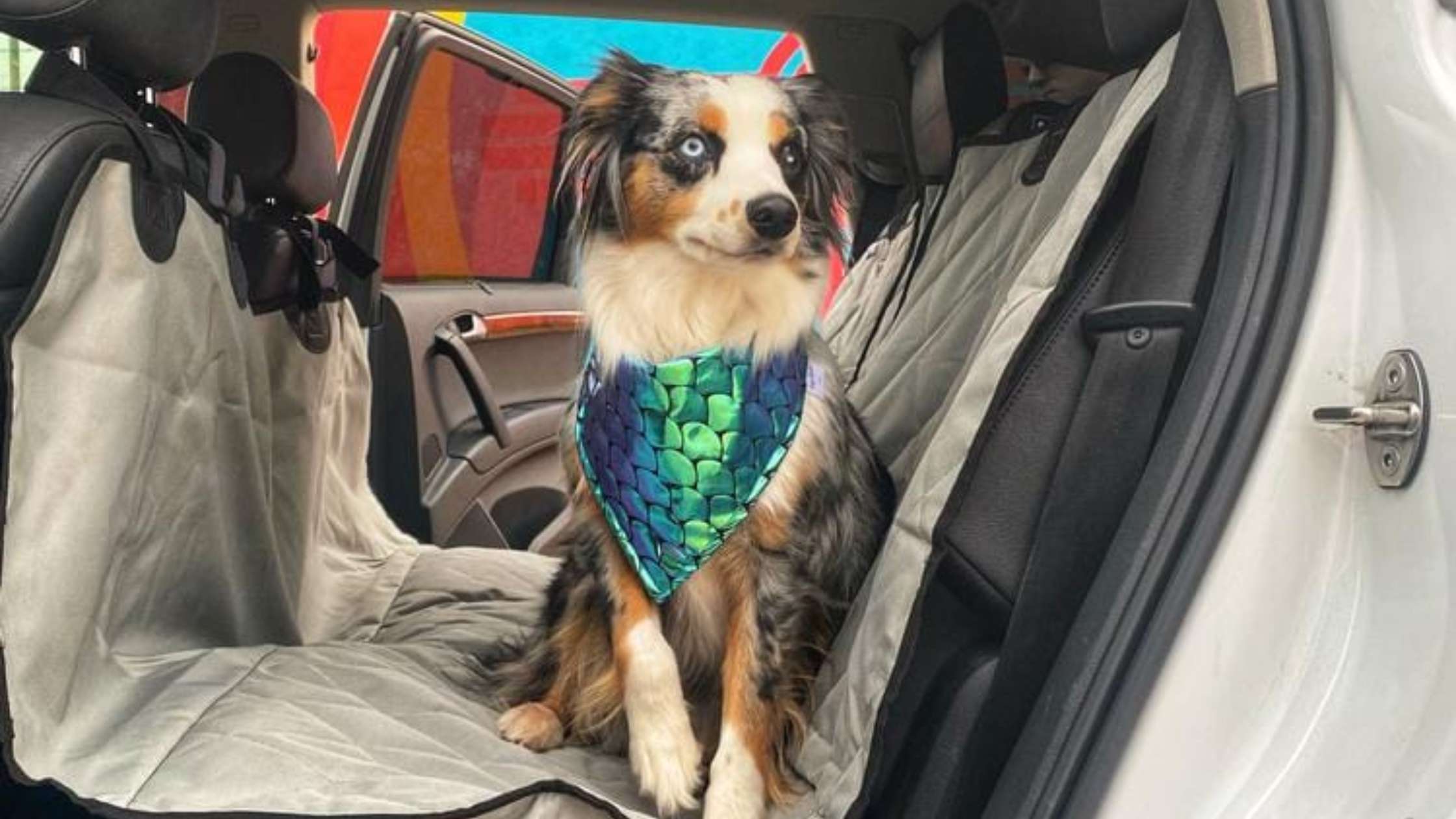 How to Install and Maintain Your 4Knines Dog Car Seat Cover