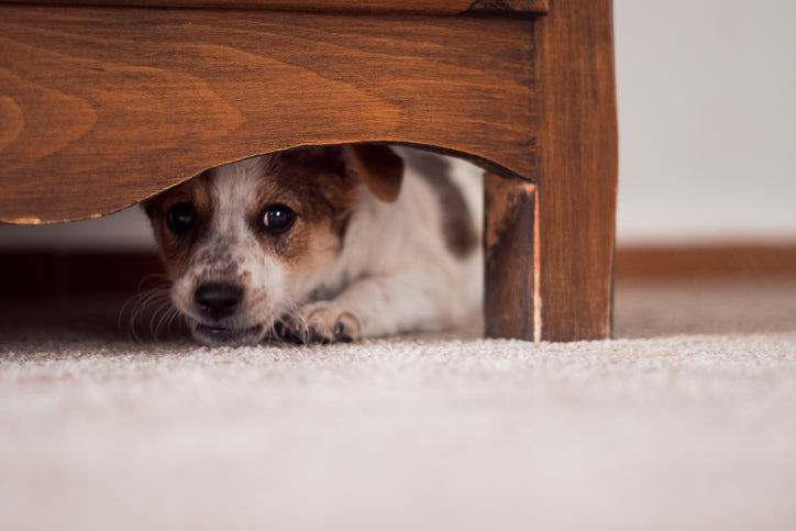 Help My Dog Is Scared of Thunderstorms