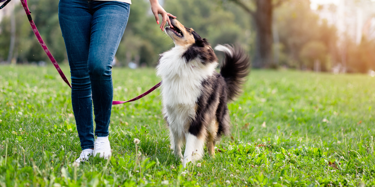 How To Train Your Dog To Walk Beside You in 3 Simple Steps