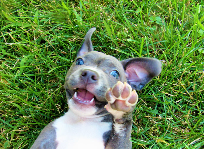 How to Choose the Right Puppy For Your Lifestyle
