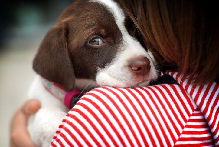 How to Stop Your Dog From Being Scared of Traveling in a Car