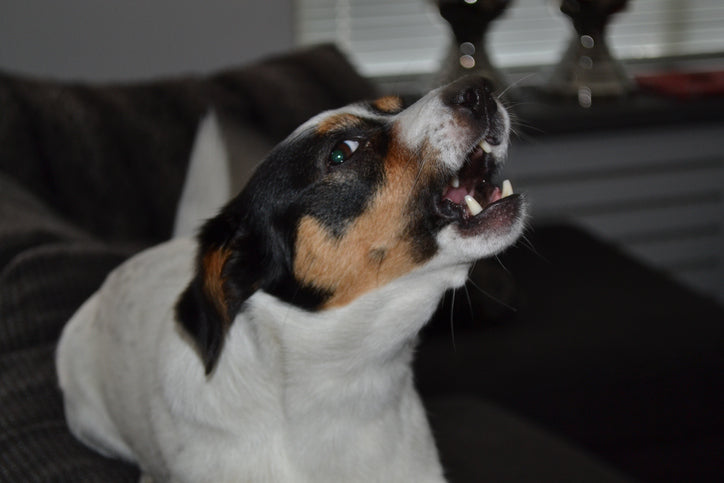 How to Teach Your Dog to Stop Barking in the Home