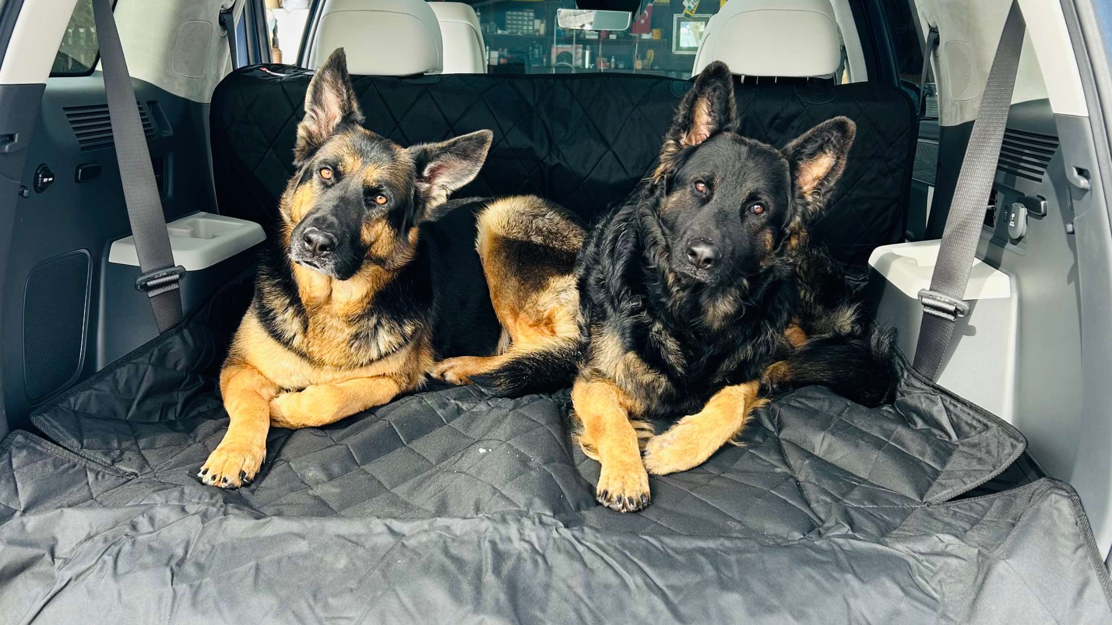 Easy Tips for Cleaning Your Dog Cargo Liner and Keeping It Fresh