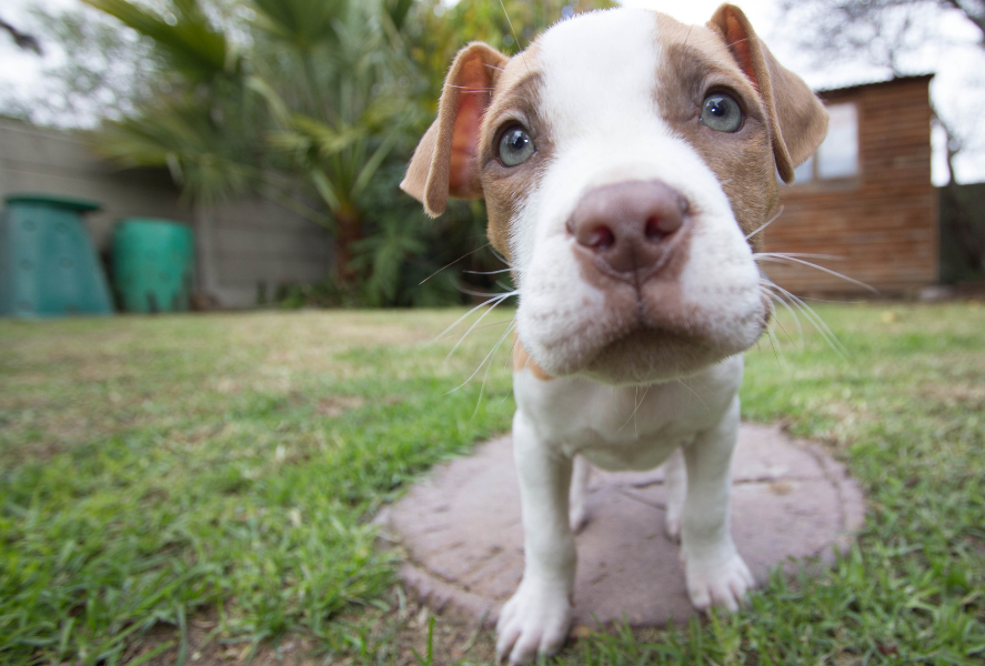 Puppy Red Flags: Early Warning Signs Your Dog Might Develop Aggression and How to Stop It