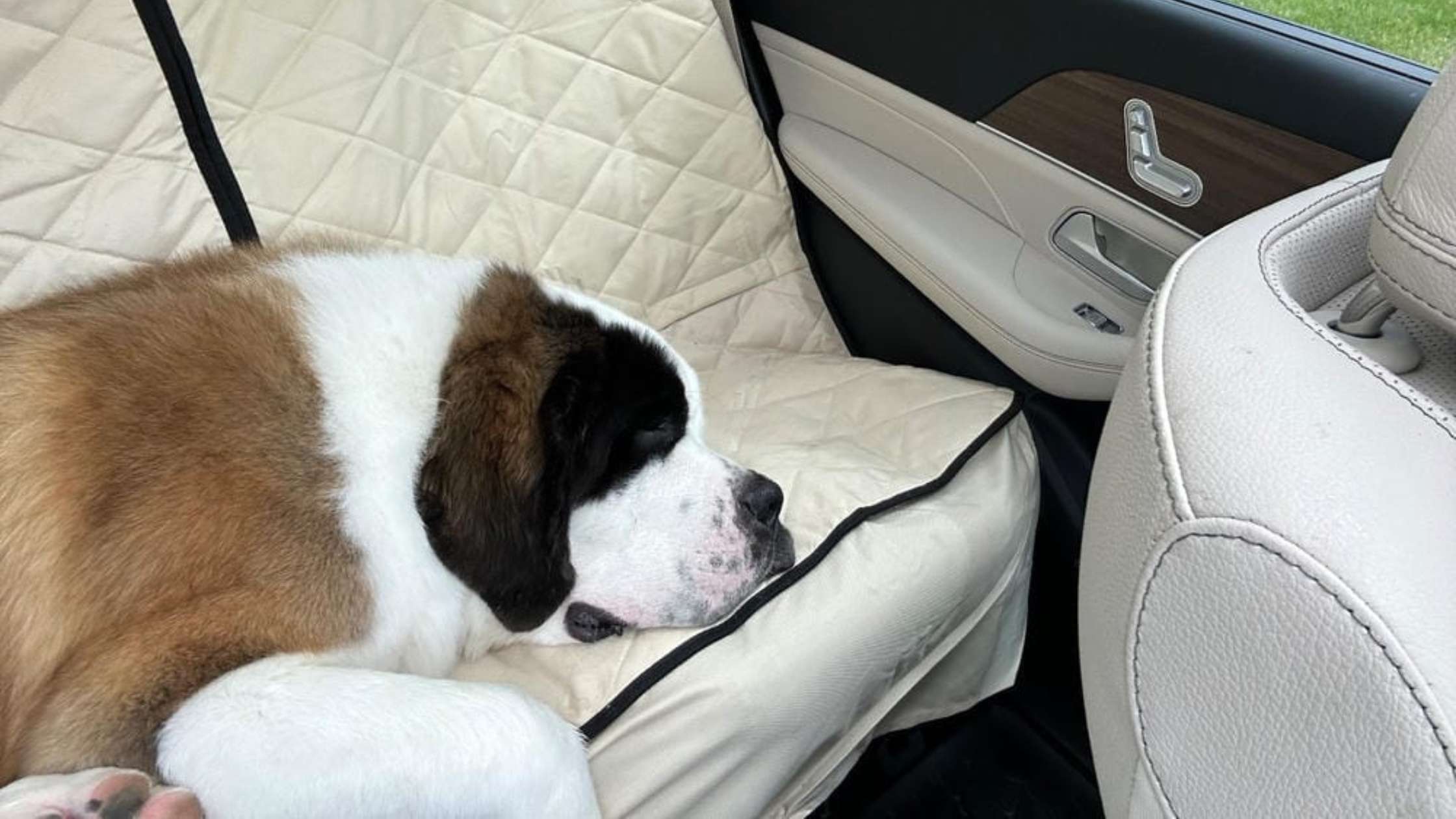 Best Dog Seat Covers for SUVs: Protect Against Hair, Mud & Scratches
