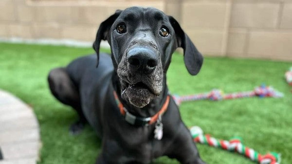 June 2023 Charity Spotlight: The Big Mutt Network