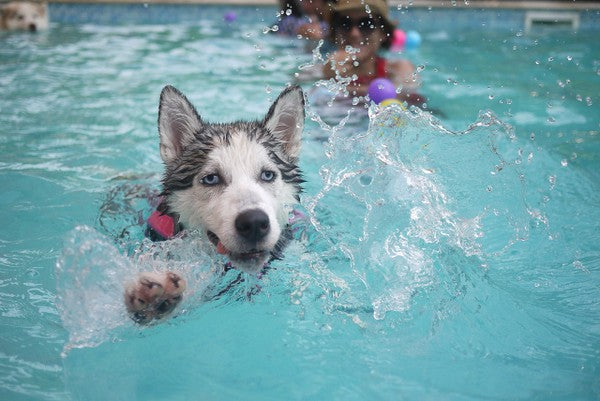 Why Holistic Care Could Be A Good Option For Your Dog