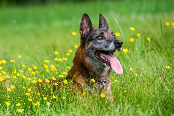 January 2023 Charity Spotlight: Irondog K9 International