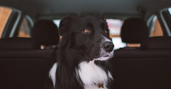 How to Pick the Best Cargo Liner for Your Dog