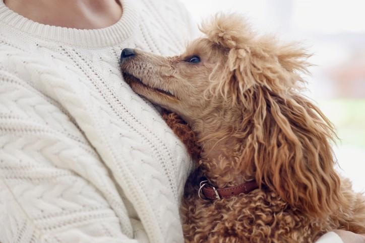 How to Appreciate Your Pets