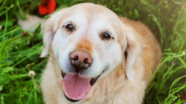 Caring and Advocating for a Senior Pet