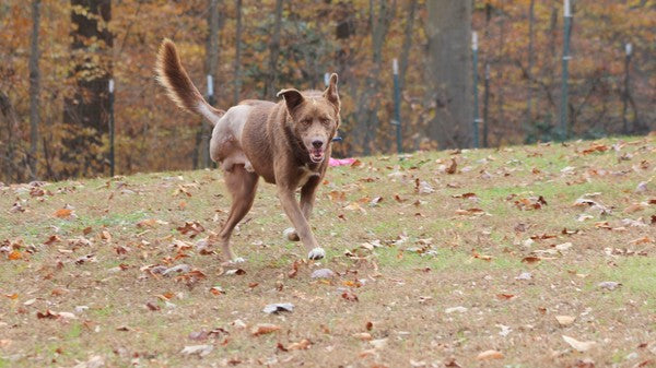 August 2020 Charity Spotlight: Pets with Disabilities