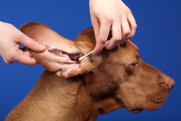Why Treating Your Dog’s Dirty/Smelly Ears Should Be Urgent!