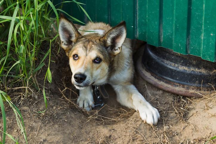 Labeling Dog Behavior: Helpful or Harmful?