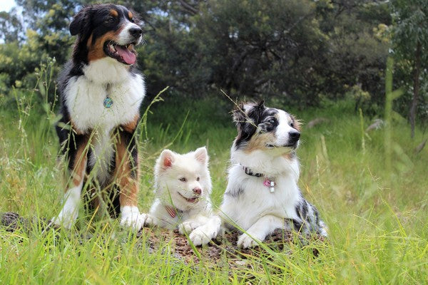 The Importance of Socializing Your Dog