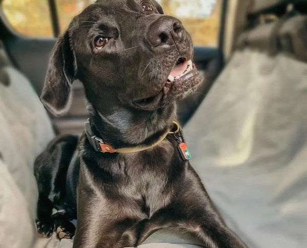 4 Reasons Why Our Dog Seat Covers Are The Best Out There