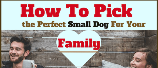 How to Pick the Perfect Small Dog Breed for your Family