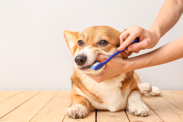 Stinky Dog Breath? Love Your Dog from Teeth to Tail