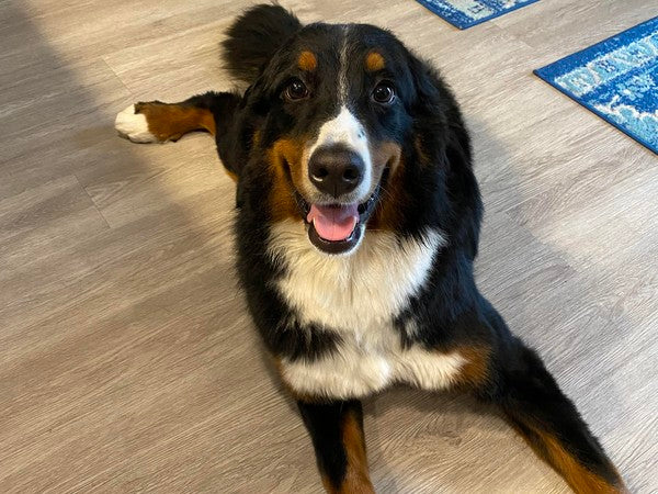 October 2021 Charity Spotlight: Heart of Michigan Bernese Mountain Dog Rescue