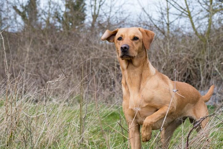 Help! My Dog Killed a Squirrel! What Do I Do?