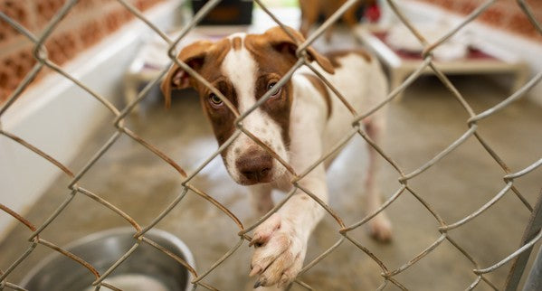 Why Fostering-To-Adopt a Dog Is the Best Way to Find Your Perfect Dog!