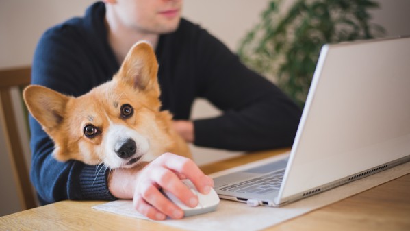 Is the COVID-19 Pandemic Affecting Our Dogs?