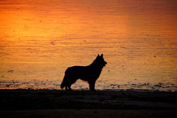 8 Ways to Celebrate and Honor Your Dog’s Life