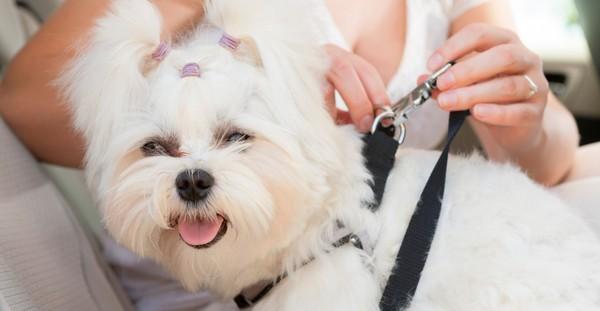 5 Travel Tips for Pets this Holiday Season
