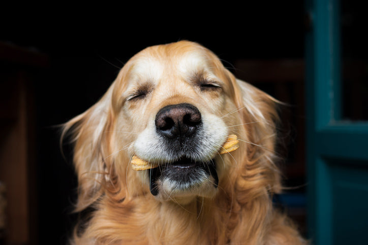 3 Safety Tips You Should Know When Treating & Feeding Our Pets