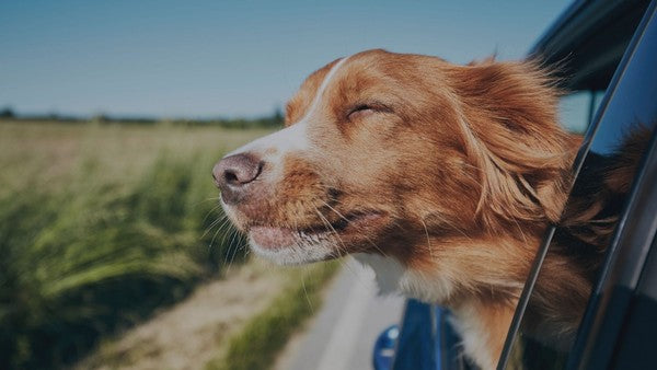 Must-Have Dog Items for Off-Roading