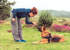 4 Reasons Why Teaching Your German Shepherd Commands in German Doesn't Work