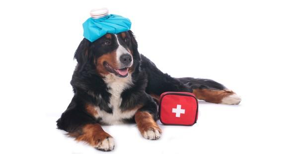 Canine Epilepsy: Cold Packs Can Help Dogs with Seizures