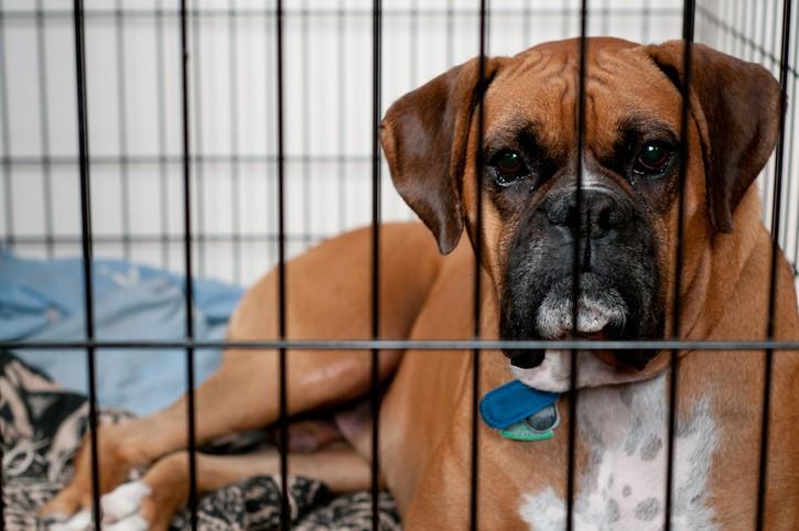 Crate Training: The Benefits and Proper Use of the Dog Crate