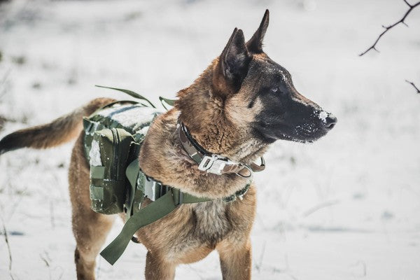 March 13 is K9 Veterans Day:  Honoring Our Military Working Dogs