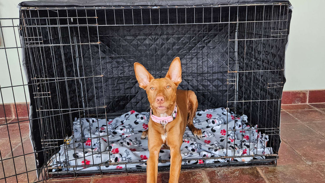 How to Choose the Right Size Dog Crate Cover for Ultimate Comfort