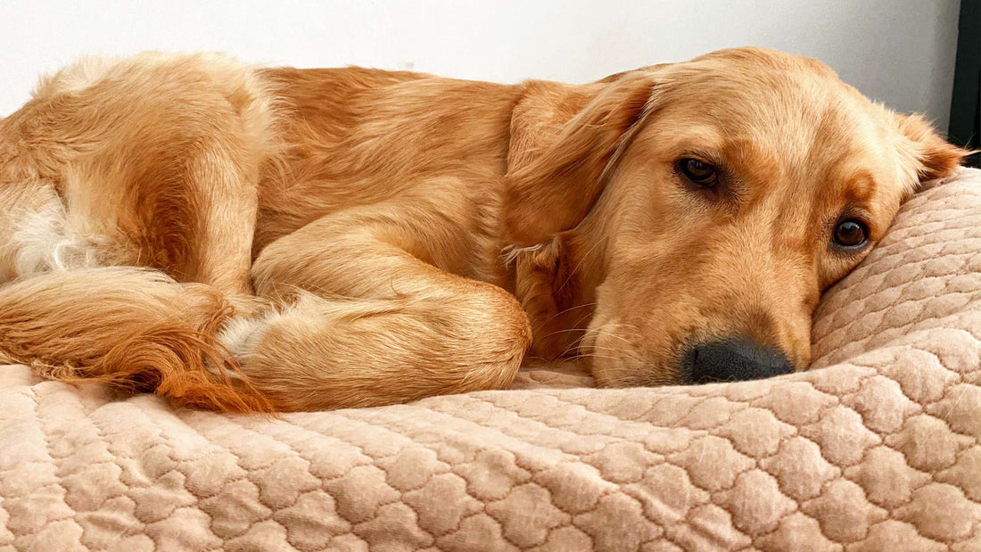 Ultimate Guide: Protect Your Dog's Bed with Waterproof Covers