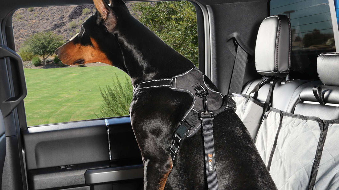 Dog Travel Safety: Essential Car Restraints for Pet Protection