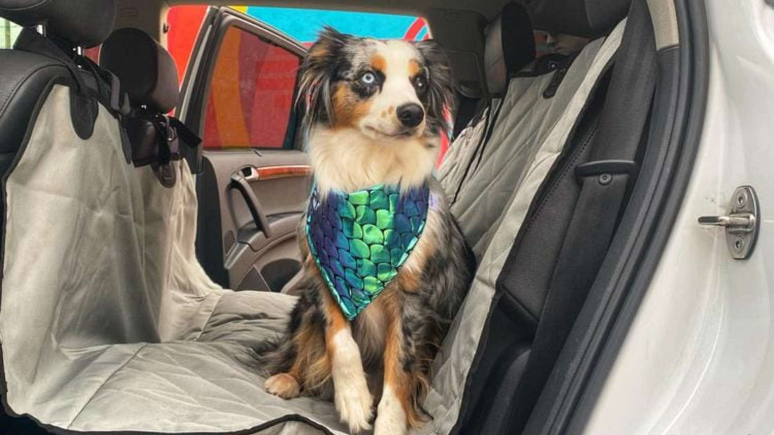 How to Install and Maintain Your 4Knines Dog Car Seat Cover