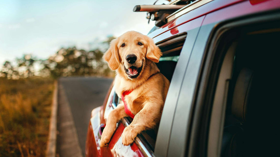 What is the Best Type of Dog Seat Cover for Back Seats?