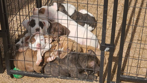 July 2023 Charity Spotlight: The Puppy Mama Rescue