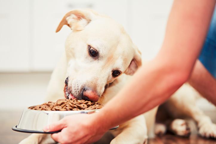 5 Easy Ways to Increase Your Dog’s Food Motivation