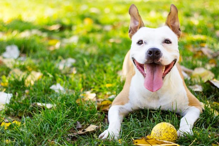 9 Ways to Celebrate Spring With Your Dog (And Help Other Dogs, Too)