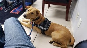 August 2023 Charity Spotlight: Service Dogs of Distinction