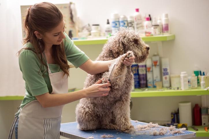 Dog Grooming in Summer: The Do’s and Don’ts