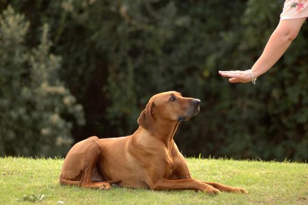 5 Commands All Dogs Should Know