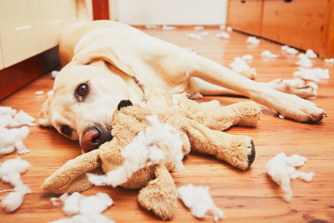 How to Stop Your Dog from Destructive Chewing
