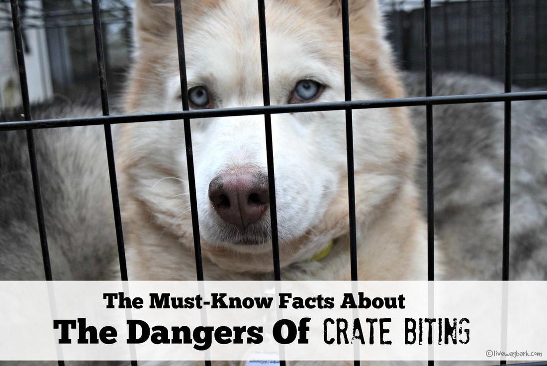 The Must-Know Facts About the Dangers of Cage Biting