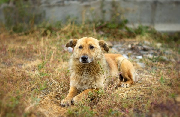 Lost and Found Dogs: Resources to Help