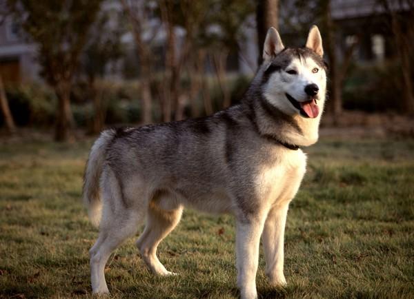Siberian Husky Rescues: A Heartfelt Mission to Help the Homeless